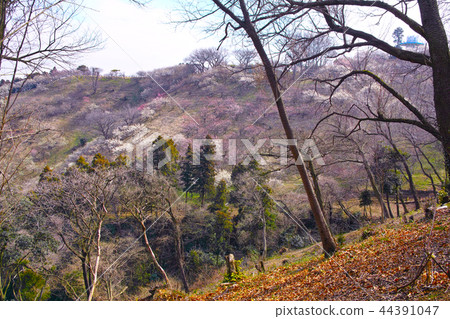 陶拉李子森林風景 陶拉李子森林風景 44391047