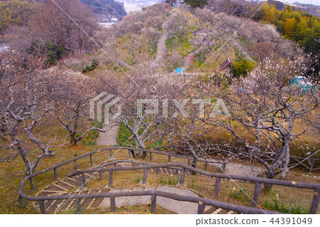 陶拉李子森林風景 陶拉李子森林風景 44391049