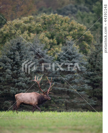 Wild Elk During Rut Wild Elk During Rut 44391148