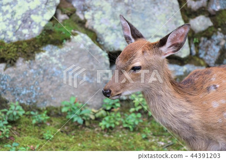可愛的小鹿 44391203