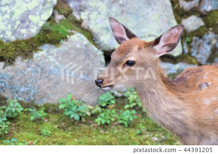 可愛的小鹿 可愛的小鹿 44391205