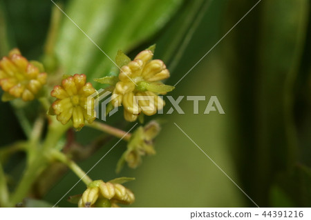 Natural plants Hauchiwaki, flowers seem to have male flowers and bisexual flowers. Upper right is bisexual 44391216