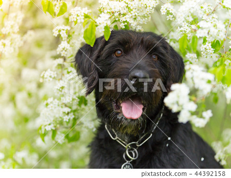 Cute black mutt dog with funny face. Cute black mutt dog with funny face. 44392158