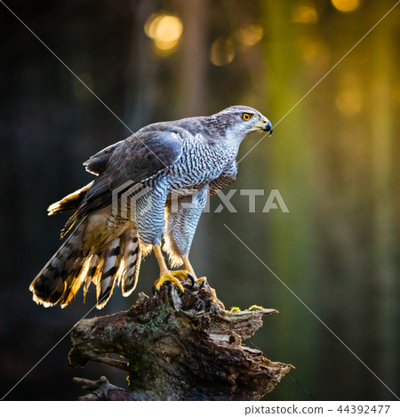 A male Goshawk (Accipiter gentilis) sitting on the stump in forest. 44392477