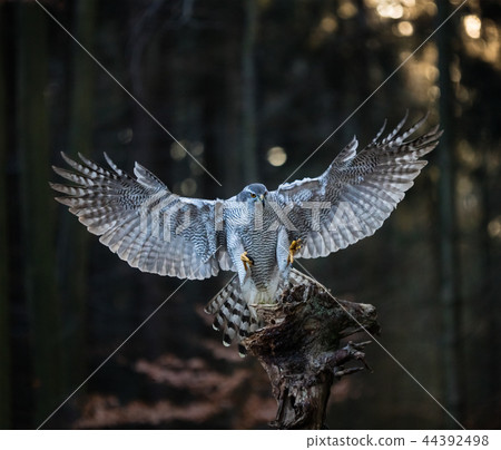 A male Goshawk (Accipiter gentilis) landing on the stump in forest. 44392498