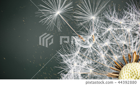 Close-up of dandelion seeds on blue natural background Close-up of dandelion seeds on blue natural background 44392880