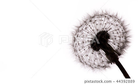 Close-up of dandelion seeds on white background. Close-up of dandelion seeds on white background. 44392889