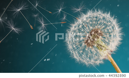 Close-up of dandelion seeds on blue natural background Close-up of dandelion seeds on blue natural background 44392890