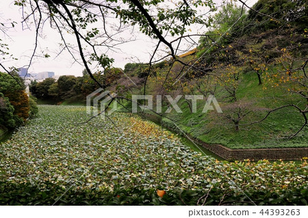 Kitanomaru Park-Ushikage- 44393263