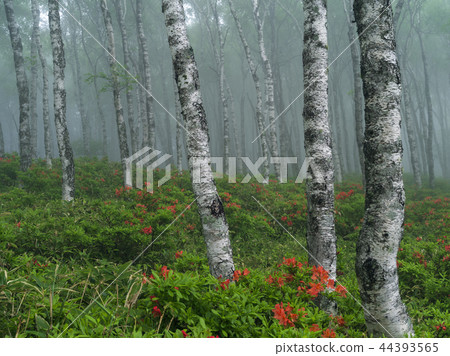 Hakuhodaira and lotus tree (Nagano Prefecture) 44393565