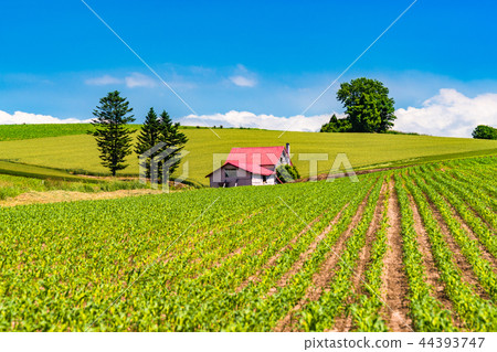"Hokkaido" summer Biei · red roof house and countryside scenery "Hokkaido" summer Biei · red roof house and countryside scenery 44393747