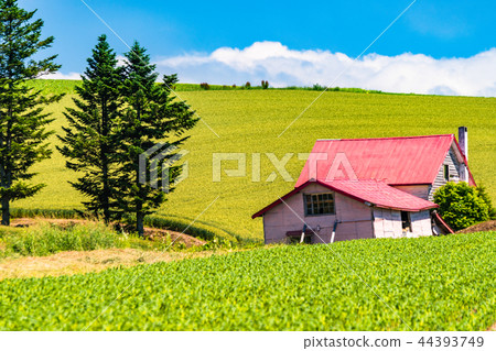 "Hokkaido" summer Biei · red roof house and countryside scenery "Hokkaido" summer Biei · red roof house and countryside scenery 44393749