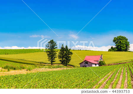 "Hokkaido" summer Biei · red roof house and countryside scenery 44393753