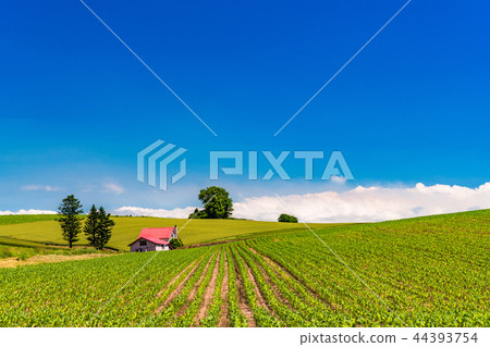 "Hokkaido" summer Biei · red roof house and countryside scenery 44393754