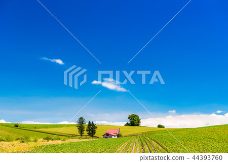 "Hokkaido" summer Biei · red roof house and countryside scenery "Hokkaido" summer Biei · red roof house and countryside scenery 44393760