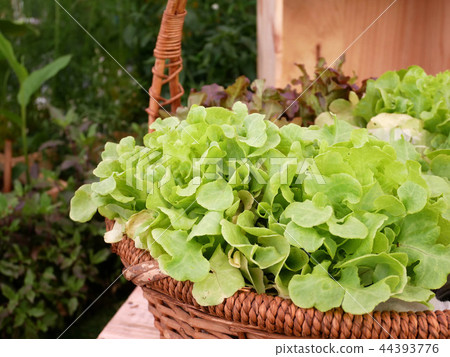 Basket with fresh vegetable in garden. 44393776