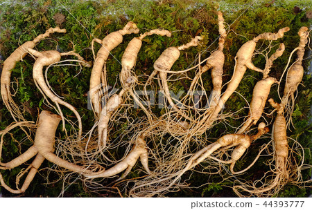 Fresh Korean Ginseng Root Fresh Korean Ginseng Root 44393777