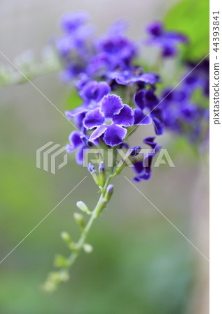 杜蘭塔(Kuma Sotsura) 杜蘭塔(Kuma Sotsura) 44393841