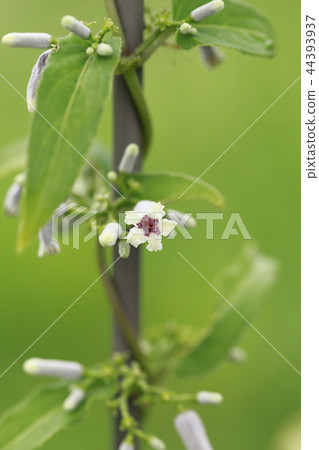 Heso kazura flower taken with a macro lens 44393937