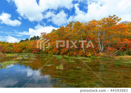 [Hakkoda Yamanaka, Aomori Prefecture] Gudari Swamp is a mysterious swamp that is thought to have been caused by the melted water of Hakkoda becoming underground water. 44393983