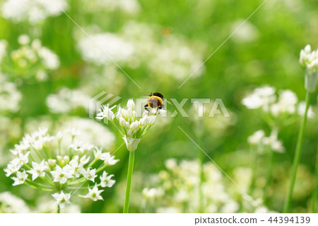 Ohanaabu's ass is cute on the leek flower that has turned into a weed 44394139