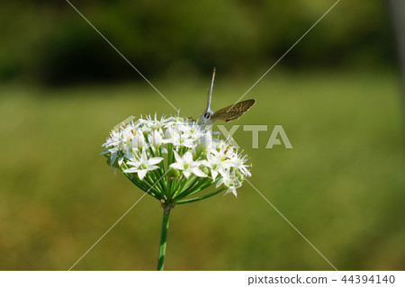 Green irises on leek flowers that have become weeds ··· 1 Green irises on leek flowers that have become weeds ··· 1 44394140