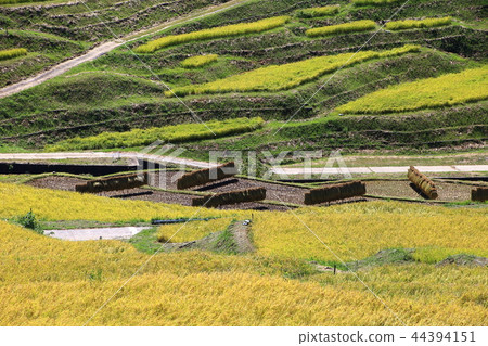 Autumn rice terraces Autumn rice terraces 44394151
