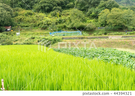 Rice field rice rice rice Rice field rice rice rice 44394321