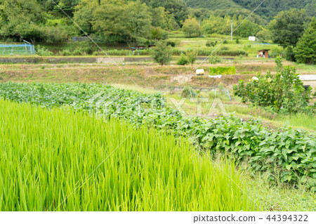Rice field rice rice rice Rice field rice rice rice 44394322