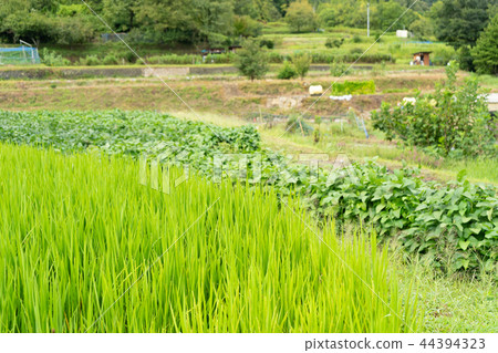 Rice field rice rice rice Rice field rice rice rice 44394323