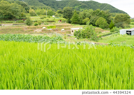 Rice field rice rice rice Rice field rice rice rice 44394324