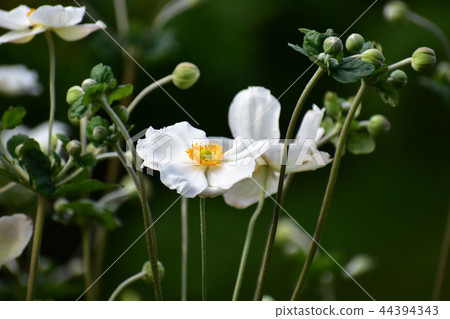 秋季菊花白花 秋季菊花白花 44394343