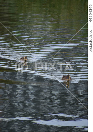 Cargamo going in the river making ripples Cargamo going in the river making ripples 44394346