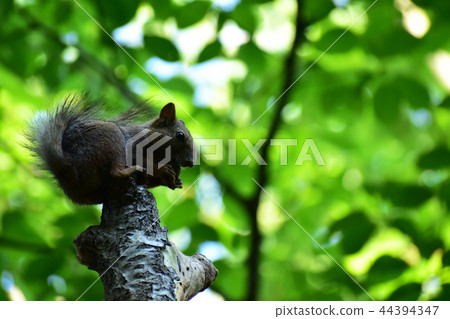 Squirrel in the dark forest 44394347