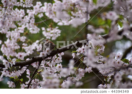 Male of New Year Sparrow cries in cherry tree Male of New Year Sparrow cries in cherry tree 44394349
