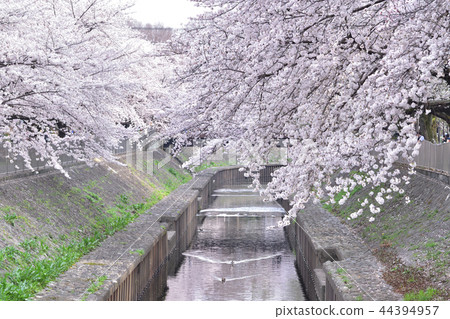 Cherry blossoms of Zenfukuji River 44394957