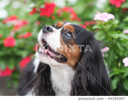 Impatiens和騎士微笑 Impatiens和騎士微笑 44395067