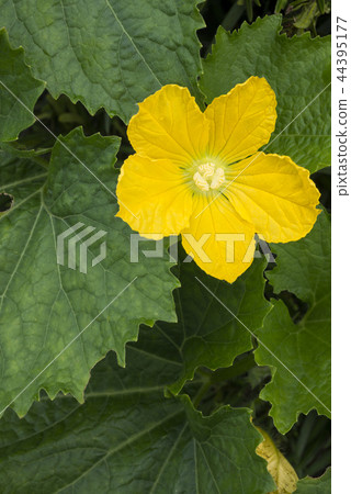 Tongan flowers Tongan flowers 44395177