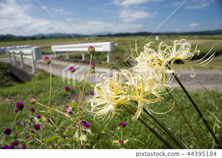 Shirobanamanjushage flower blooming on the street 44395184