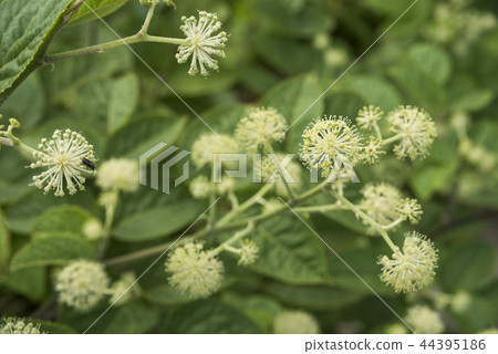 Udo flower with leaves back Udo flower with leaves back 44395186