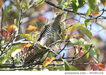 喜馬拉雅杜鵑 喜馬拉雅杜鵑 44395216