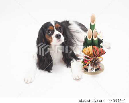 Cavalier and Kadomatsu who sat down 44395241