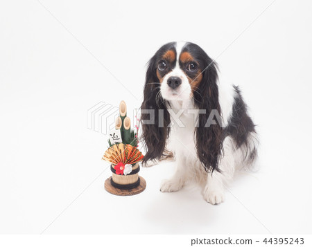 Cavalier and Kadomatsu who sat down Cavalier and Kadomatsu who sat down 44395243
