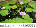 Renko's flower 44395551