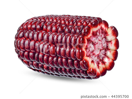 Red corn isolated on white clipping path 44395700
