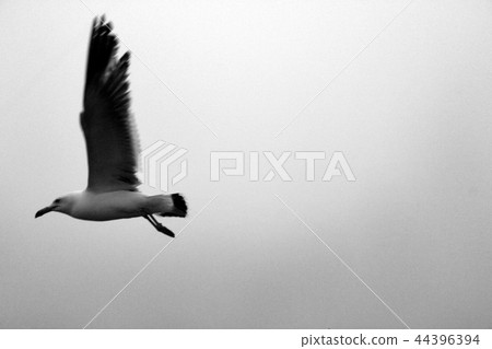Seagull, sea, Ansan, Gyeonggi-do 44396394