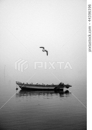 Seagull, sea, Ansan, Gyeonggi-do 44396396