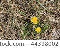 Dandelion surrounded by dry grass 44398002