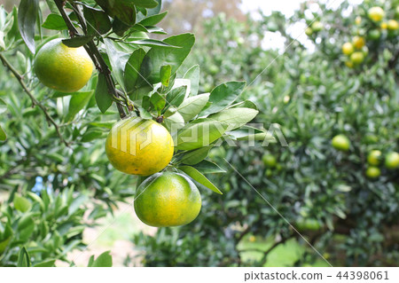 Orange farm early pickled orange picking October Kanto 44398061