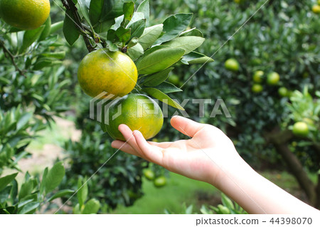 橙色農場早期醃橙色採摘十月關東 44398070